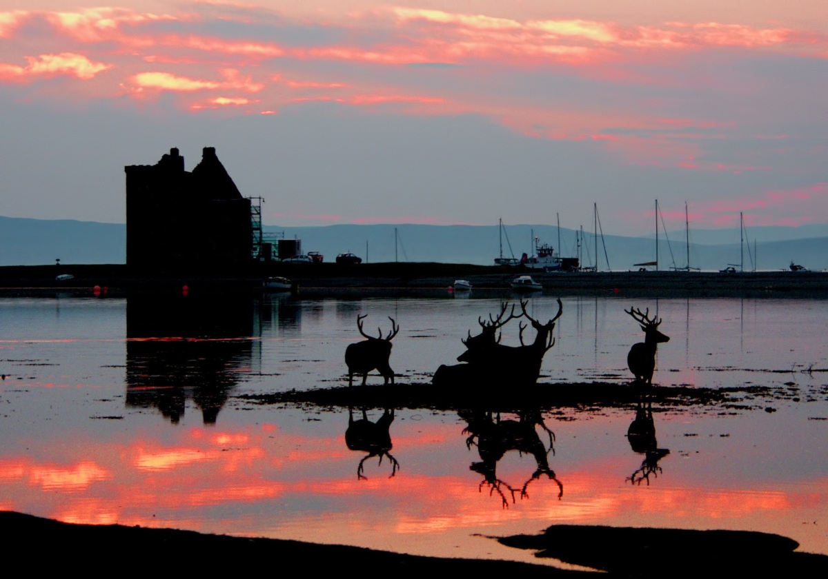 A group of deer silhouetted at sunset against a bay. A building and seem working boats are in the background