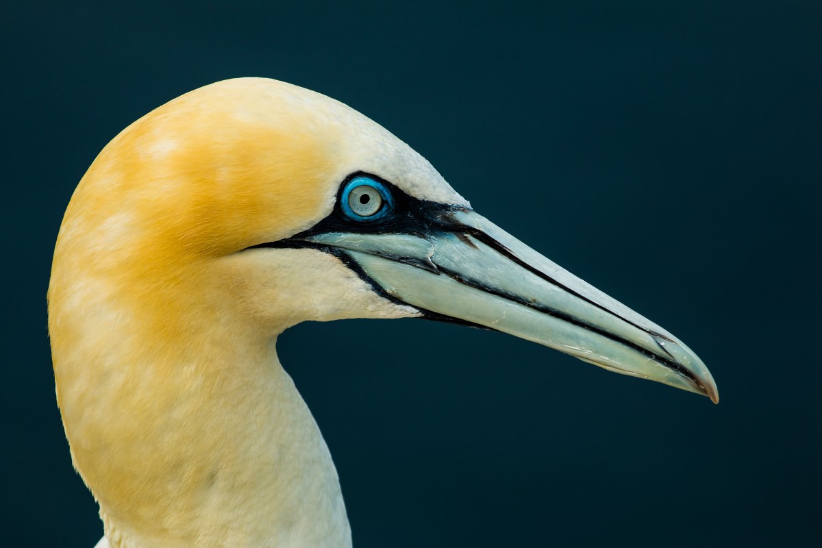 A closeup of a norther gannet. Its feathers are yellowish, and its long beak is a pale bluey-green