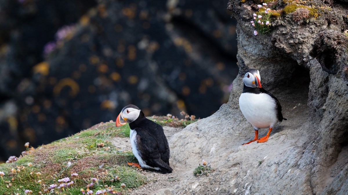 Two puffins on the edge of a heathered cliff