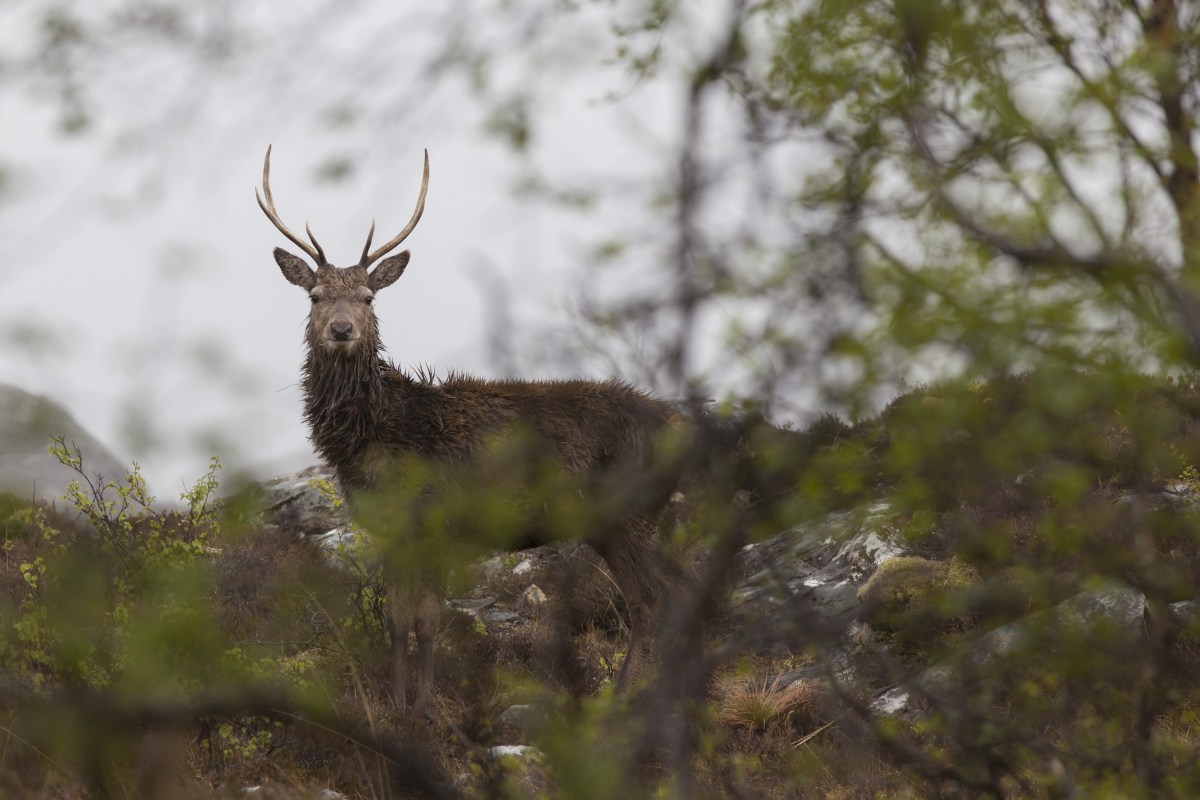 Deer through the branches of a tree