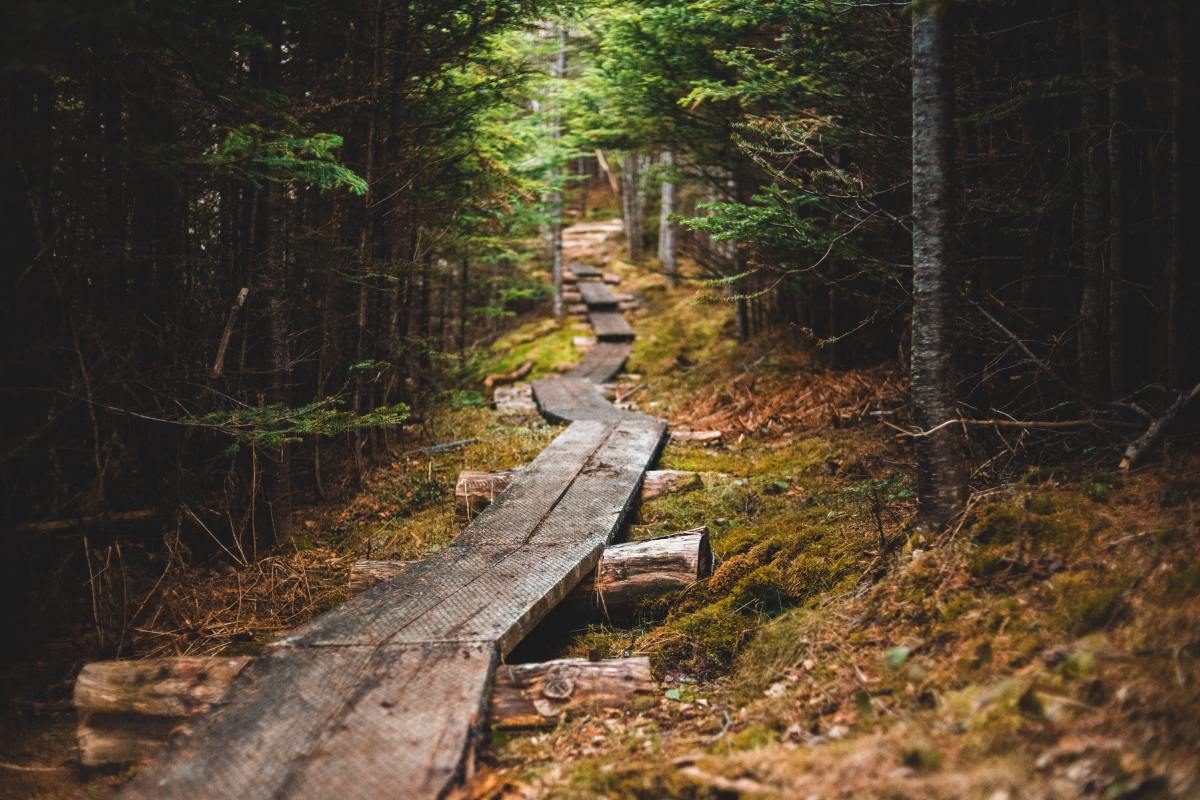 Weathered wooden planks set on logs to make a walkway through a forest